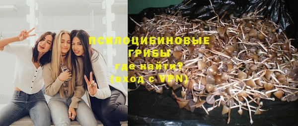 apvp Алзамай